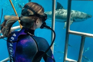 Mergulho em gaiola de tubarão: Traslado para excursão de 1 dia