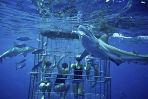 Plongée avec cage à requins : Visite d'une jounée Transfert