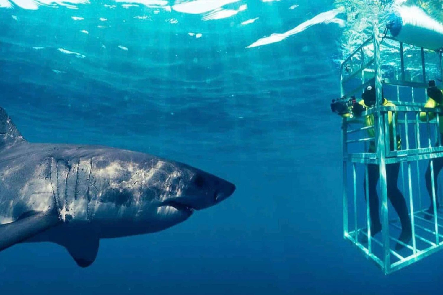 Plongée en cage avec les requins Visite privée avec transport au départ du Cap