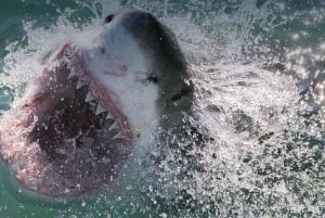 Plongée en cage avec les requins, transport depuis Le Cap inclus
