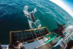 Plongée en cage avec les requins, transport depuis Le Cap inclus