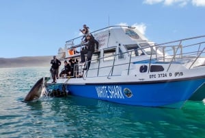 Plongée en cage avec les requins, transport depuis Le Cap inclus