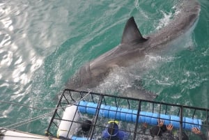 Plongée en cage avec les requins, transport depuis Le Cap inclus