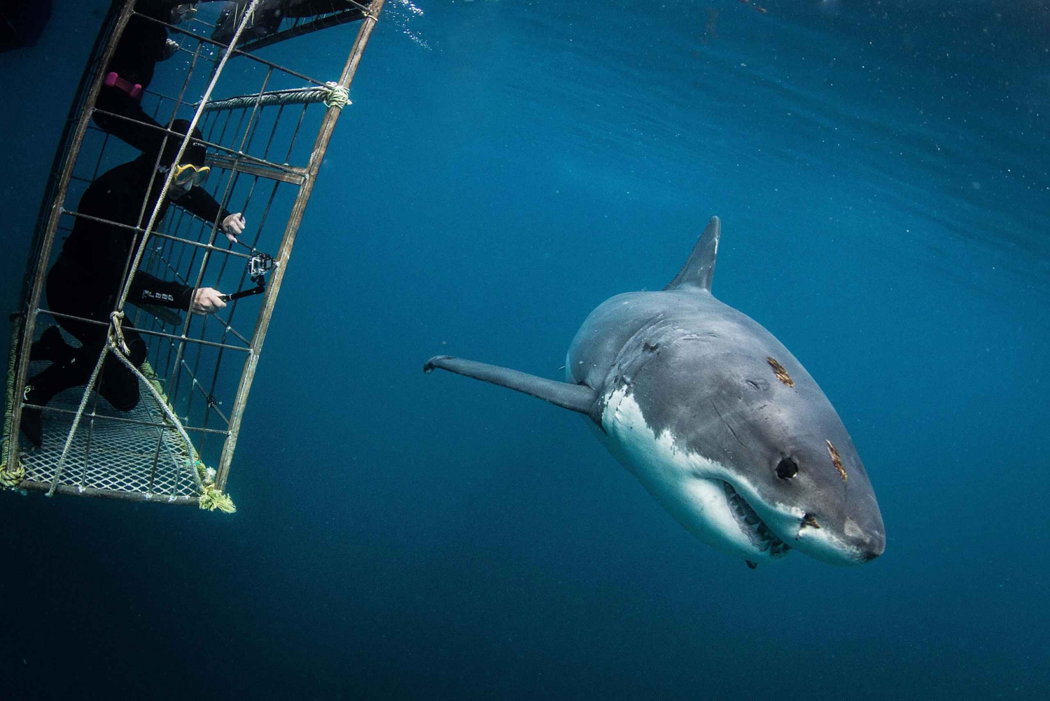 Immersione in gabbia con gli squali