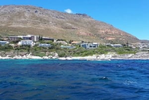 Simon's Town: Boat Tour to Cape Point