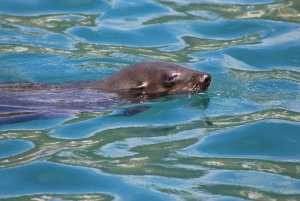 Simon's Town: Kajak-eventyr