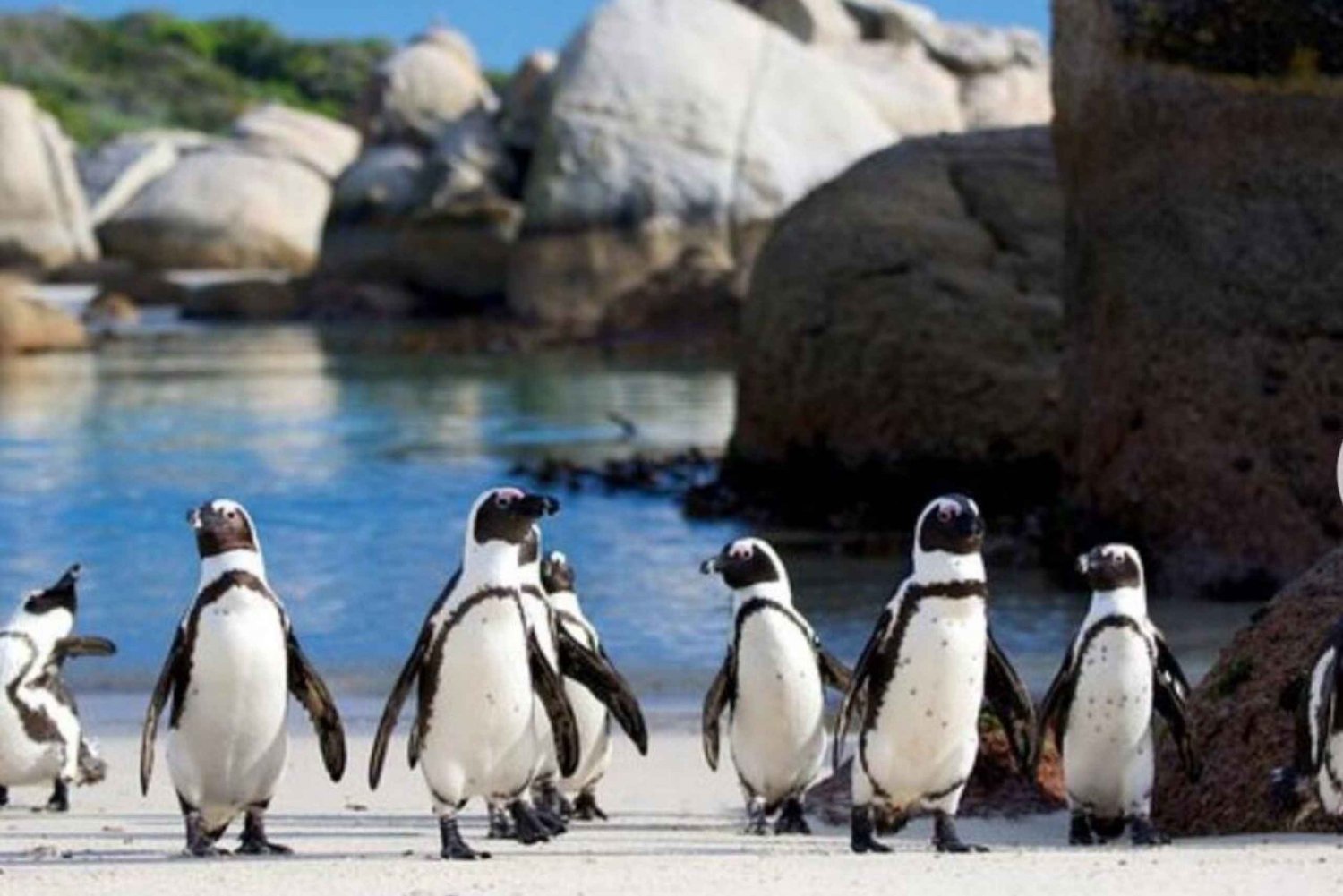 Small Group: African Penguins,Boulders beach-Half-Day Tour.