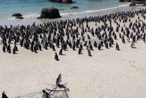 Small Group: African Penguins,Boulders beach-Half-Day Tour.