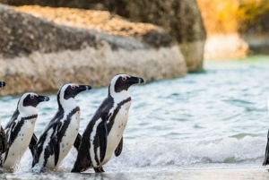 Small Group: African Penguins,Boulders beach-Half-Day Tour.