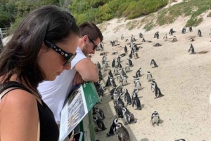 Small Group: African Penguins,Boulders beach-Half-Day Tour.
