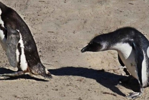 Small Group: African Penguins,Boulders beach-Half-Day Tour.
