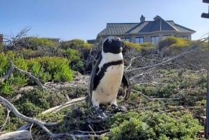 Small Group tour; Cape of Good Hope & Penguins