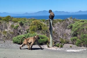 Small Group tour; Cape of Good Hope & Penguins