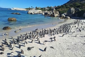 Small Group tour; Cape of Good Hope & Penguins