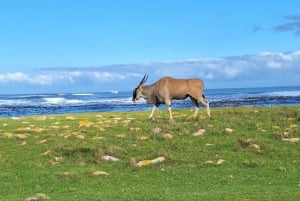 Small Group tour; Cape of Good Hope & Penguins