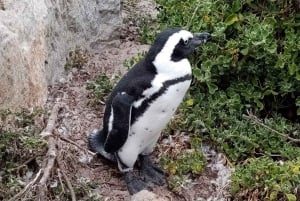 Small Group tour; Cape of Good Hope & Penguins