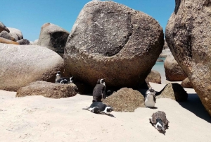 Small Group tour; Cape of Good Hope & Penguins