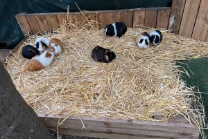 Wycieczka w małej grupie z kierownicą, akwarium, parkiem ptaków i winem