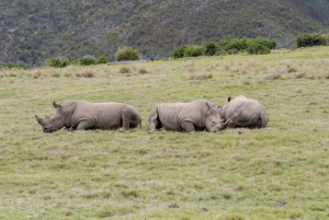 From Cape Town: South African Wildlife Safari 2-Day Tour