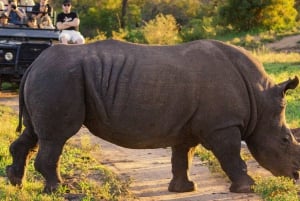 From Cape Town: South African Wildlife Safari 2-Day Tour