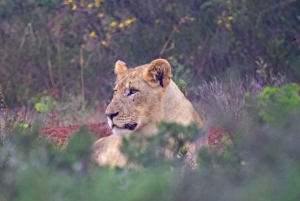 From Cape Town: South African Wildlife Safari 2-Day Tour