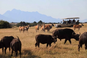 From Cape Town: South African Wildlife Safari 2-Day Tour