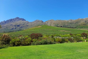 Stellenbosch: Best of the Winelands Private Tour & Tastings