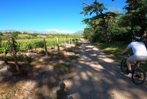 Stellenbosch: Biking & Wine Tasting -Cape Town Transport Opt