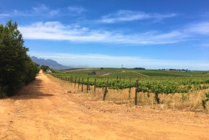 Stellenbosch: Devon Valley Vineyards Fahrradtour mit Mittagessen