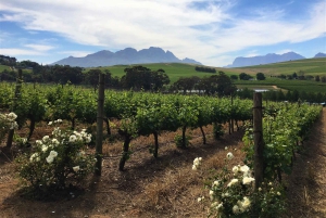 Stellenbosch: Devon Valley Vineyards Fahrradtour mit Mittagessen