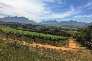 Stellenbosch: Devon Valley Vineyards Fahrradtour mit Mittagessen