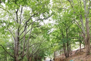 Stellenbosch: Devon Valley Vineyards Fahrradtour mit Mittagessen