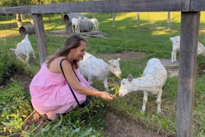 Cape Town: Stellenbosch, Franschhoek and Paarl Wine Day Trip