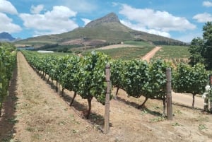 Dégustation de vins de Stellenbosch et Franschhoek et balade en tramway (groupe)