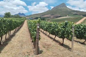 Degustazione di vini di Stellenbosch e Franschhoek e tour di gruppo in tram