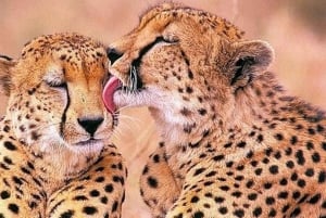 Stellenbosch Giraffe House og Cheetah Outreach med vin