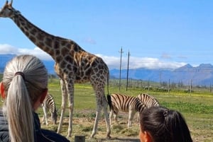Stellenbosch Giraffe House og Cheetah Outreach med vin