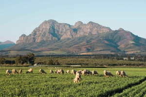 Stellenbosch: Halvdagstur med vin