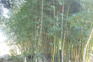 Stellenbosch och Paarl: Privat vin- och ginprovningstur