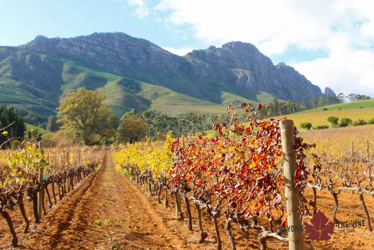 Stellenbosch: Paint with wine experience.