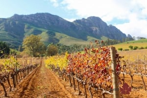 Stellenbosch: Maling med vin-oplevelse.