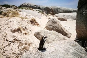 Stellenbosch: Private Magical Cape Peninsula Tour