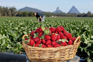 Stellenbosch Plockning av jordgubbar