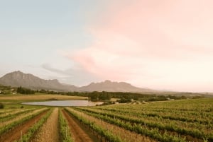 Stellenbosch: Viiniseostuskokemus ja grilliruokien maistelu