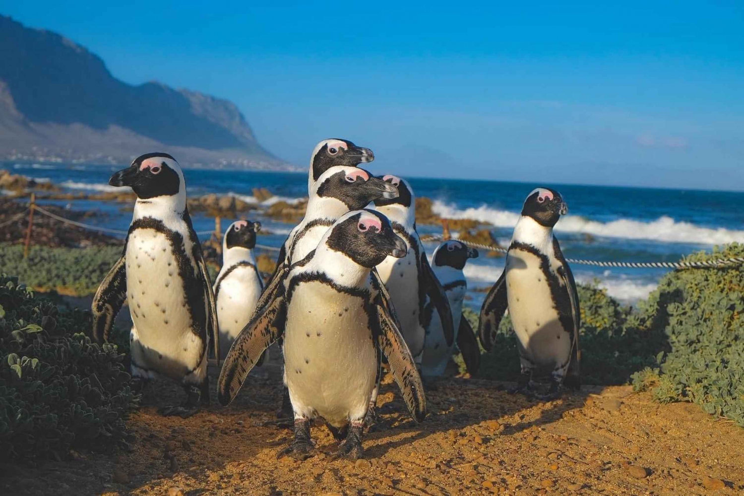 Pływaj z pingwinami w kolonii pingwinów Boulders Beach