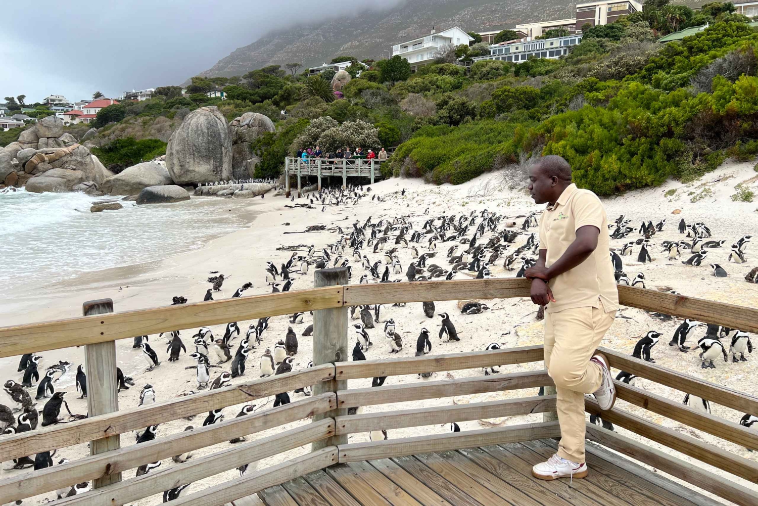 Ui pingviinien kanssa Boulders Beachin pingviinisiirtokunnassa.