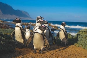 Nada con pingüinos en la colonia de pingüinos de Boulders Beach