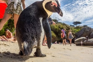 Simma med pingviner på Boulders Beach Penguin Colony