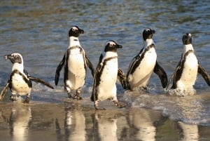 Ui pingviinien kanssa Boulders Beachin pingviinisiirtokunnassa.