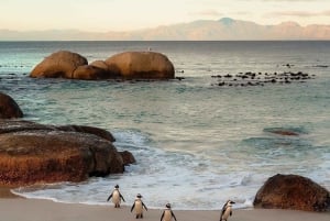Ui pingviinien kanssa Boulders Beachin pingviinisiirtokunnassa.